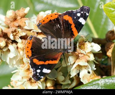 Admiral, Admiral, Vulcain, Vanessa atalanta, atalantalepke, admirálislepke, Budapest, Ungarn, Magyarország, Europa Stockfoto