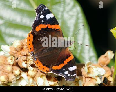 Admiral, Admiral, Vulcain, Vanessa atalanta, atalantalepke, admirálislepke, Budapest, Ungarn, Magyarország, Europa Stockfoto