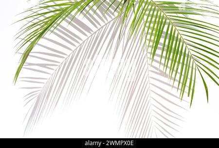 Palmblätter auf weißem Hintergrund Stockfoto