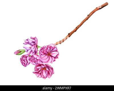 Rosa Japanischer Sakura-Blütenzweig. Botanische Illustrationsblumen im Frühling. Handgezeichnete Blütenknospen, Blütenblätter und Blätter von Kirschblüten Stockfoto