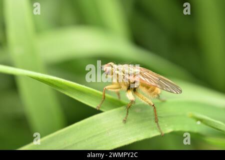 Fliegengelb, mit dicht wachsender Haarlinie, Zwiebelfliege im Frühjahr. Stockfoto