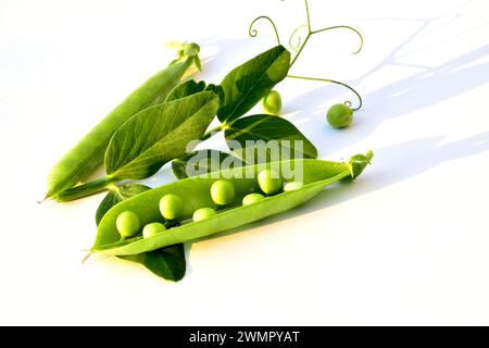 Auf einem weißen Tisch liegt eine offene Schote grüner Erbsen mit Früchten und einem Stamm einer Pflanze. Stockfoto
