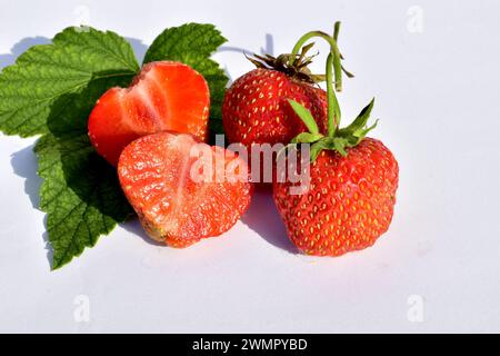 Auf einem weißen Tisch befinden sich mehrere reife, saftige Erdbeeren, von denen eine geschnitten wurde. Stockfoto