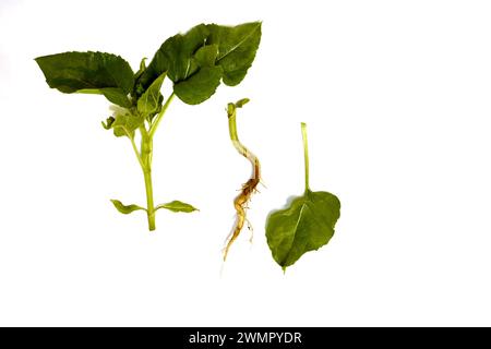 Das Bild zeigt grüne Triebe einer Sonnenblume und ein separates Wurzelsystem. Stockfoto