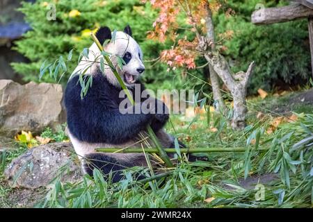 Junger Riesenpanda, der Bambus im Gras isst, Porträt Stockfoto