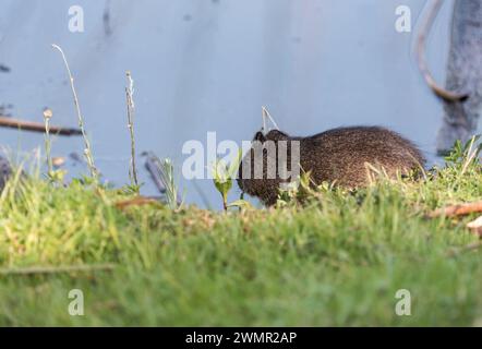 Das endemische Meerschweinchen (Cavia anolaimae) in den Feuchtgebieten von La Florida, Bogota, Kolumbien Stockfoto