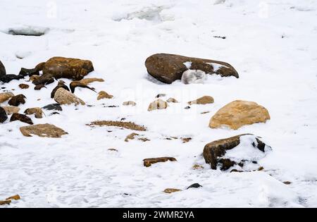 Während eines Schneesturms am Ufer der Hudson's Bay in Churchill, Manitoba, Kanada, ruht ein Polarfuchs hinter einem Felsen. Stockfoto