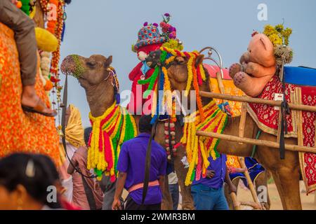 Kamele am belebten Strand in Puri, Odisha / Orissa, Indien Stockfoto