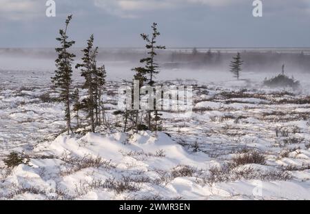 Borealer Wald und windgepeitschte arktische Tundra-Landschaft mit wehendem Schnee an einem kalten Novembertag in Churchill, Manitoba, Kanada Stockfoto