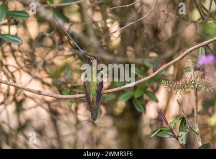 Kolibri (Ensifera ensifera) in Chingaza NP, Kolumbien Stockfoto