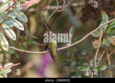 Kolibri (Ensifera ensifera) in Chingaza NP, Kolumbien Stockfoto