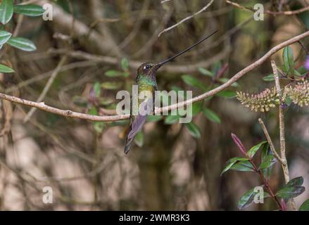 Kolibri (Ensifera ensifera) in Chingaza NP, Kolumbien Stockfoto