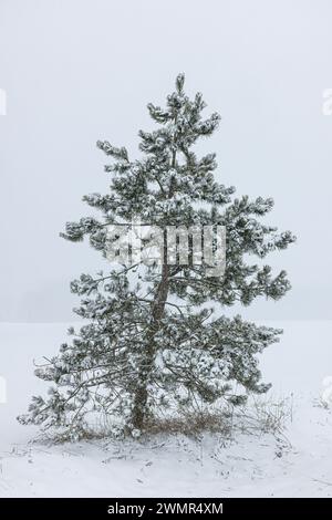 Scots Pine, Pinus sylvestris, im Mecosta County, Michigan, USA Stockfoto