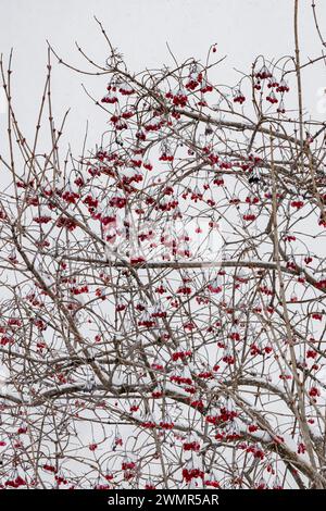 Highbush Cranberry, Viburnum trilobum oder opulus, Mecosta County, Michigan, USA Stockfoto