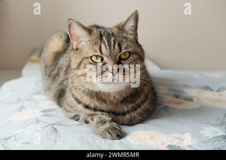 Häusliche, graue Katze, die auf dem Bett liegt. Katze entspannen auf dem Bett zu Hause Nahaufnahme. Stockfoto