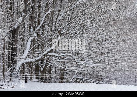 Schneebedeckte Bäume in einer Hecke im Mecosta County, Michigan, USA Stockfoto