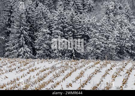 Schnee auf Maisfeldern und Wäldern im Mecosta County, Michigan, USA Stockfoto