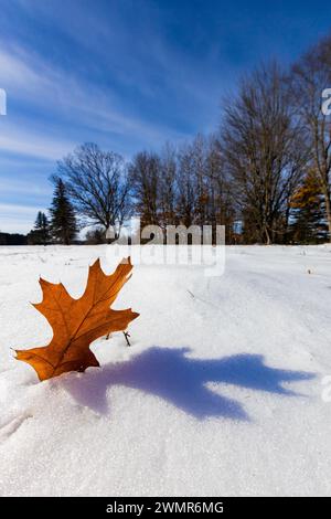 Northen Red Oak Blatt wirft Schatten auf Schnee im Mecosta County, Michigan, USA Stockfoto