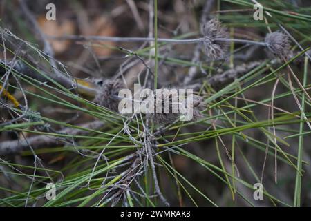Familie des Rosenklees (Trifolium hirtum). (Fabaceae) Stockfoto