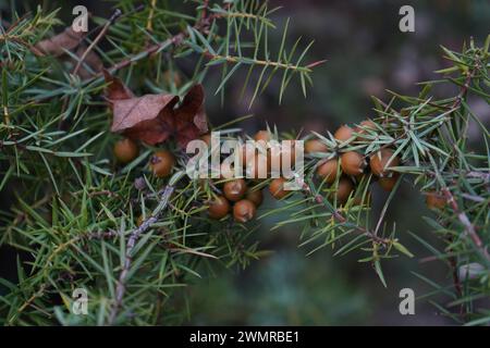 Wacholder, Cade, Cade juniper, stachelige wacholder, stachelige Zeder, oder scharfe Zeder (Juniperus oxycedrus). Stockfoto