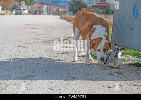 Ein Hund, der nach Nahrung aus dem Müll auf der Straße sucht. Stockfoto