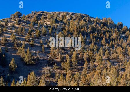 Juniper Hang, Prineville Reservoir Wildlife Area, Oregon Stockfoto