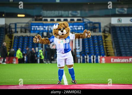 Ewood Park, Blackburn, Großbritannien. Februar 2024. FA Cup Fünfte Runde Fußball, Blackburn Rovers gegen Newcastle United; Rover The Blackburn Mascot Credit: Action Plus Sports/Alamy Live News Stockfoto