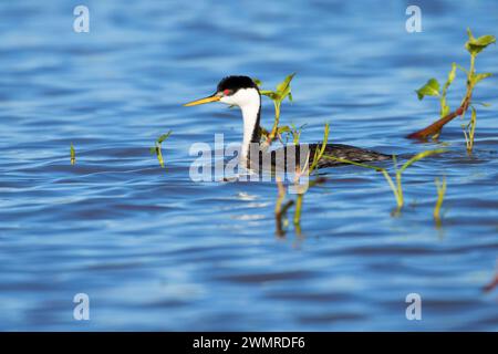 Western Grebe (Aechmophorus occidentalis), Warner Wetlands Area of Critical Environmental Concerning, Oregon Stockfoto