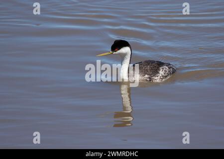 Western Grebe (Aechmophorus occidentalis), Warner Wetlands Area of Critical Environmental Concerning, Oregon Stockfoto