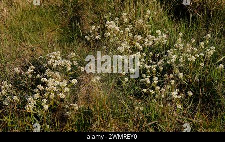 Cochlearia officinalis „gemeines Skorvy-Gras“ Stockfoto