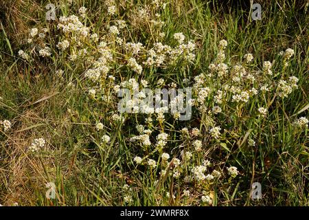 Cochlearia officinalis „gemeines Skorvy-Gras“ Stockfoto