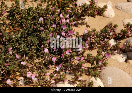 Ononis repens „Common Restharrow“ Stockfoto