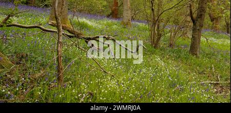 Stellaria holostea „großes Stitchwort“ Stockfoto
