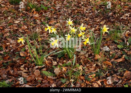Narcissus pseudonarcissus 'Wild Daffodil' Stockfoto