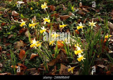 Narcissus pseudonarcissus 'Wild Daffodil' Stockfoto