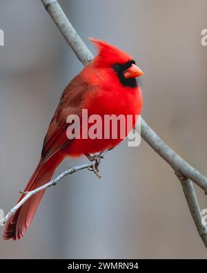 Nördlicher Kardinal, männlich, auf einem Ast, Kensington Metropark, nahe Milford, Michigan Stockfoto