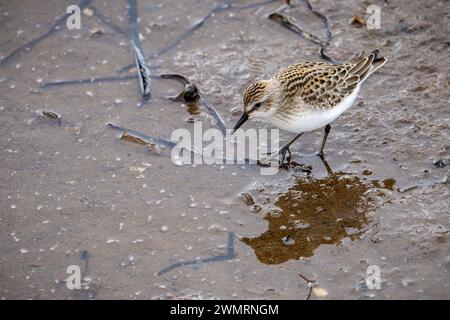 Halbpalmierte Sandpiper auf der Jagd nach Nahrung an der Küste des Golfs von St-Lawrence in Kanada. Stockfoto