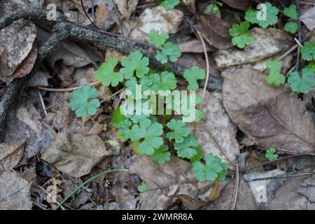 Glänzender Kranschnabel oder (in Nordamerika) glänzende Geranium oder glänzende Geranium (Geranium lucidum) Stockfoto