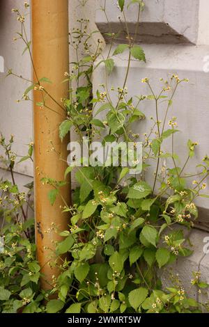 Galinsoga parviflora „Gallant Soldier“ Stockfoto