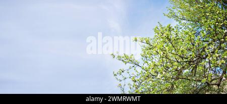 Die Blütezeit von Bäumen und Gräsern kann Allergien auslösen. Feder. Sonniger Tag. Gartenarbeit. Allergie. Pollen. Grünes natürliches Banner. Frühlingswiese und Stockfoto