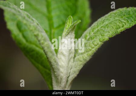 Blattstruktur, Adern Nahaufnahme, grünes Blatt in der Natur. Hintergrund Textur Tapete. Hintergrundbeleuchtete Naturszene Stockfoto