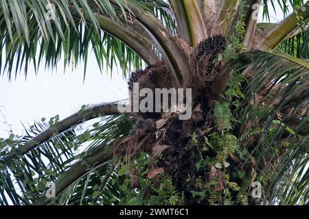 Blick aus einem hohen Winkel auf die Ölpalme, wo sich Obststrähne auf den Stämmen befinden. Stockfoto