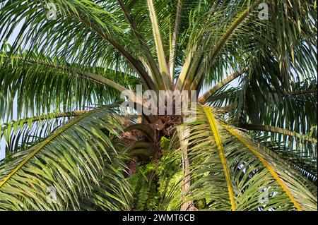 Blick aus einem hohen Winkel auf die Ölpalme, wo sich Obststrähne auf den Stämmen befinden. Stockfoto