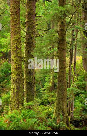 Sitka Fichte (Picea sitchensis) Wald entlang des Rock Creek, Siuslaw National Forest, Oregon Stockfoto