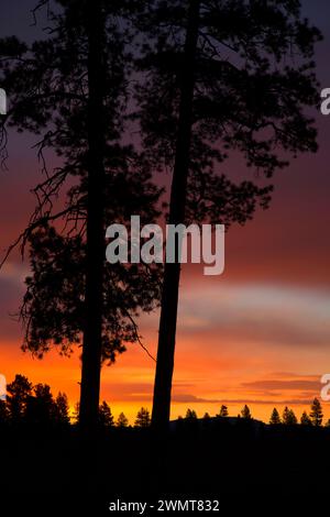 Ponderosa Pine sunrise in der Nähe der Kabine See, Deschutes National Forest, Oregon Stockfoto