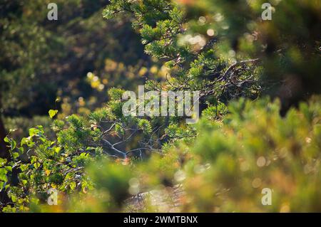 Nuuksio Nationalpark während der schönen Herbstsaison, Espoo, Finnland Stockfoto