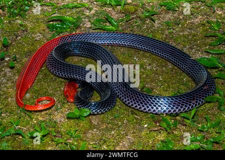 Rothaarige Krait (Bungarus flaviceps), eine der hochgiftigen Ellapid-Schlangen, die eine beeindruckende Färbung hat. Stockfoto