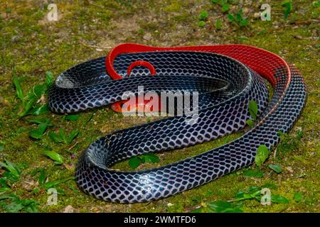 Rothaarige Krait (Bungarus flaviceps), eine der hochgiftigen Ellapid-Schlangen :), die während der Abenteuer auf dem fraser Hill während einer Straßenfahrt gefunden wurden. Glückliche Erinnerung Stockfoto