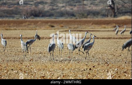 Kraniche auf einer Wiese - Bosque del Apache National Wildlife Refuge, New Mexico Stockfoto