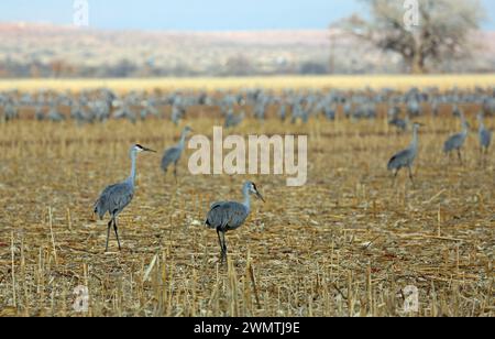 Kraniche auf dem Maisfeld - Bosque del Apache National Wildlife Refuge, New Mexico Stockfoto